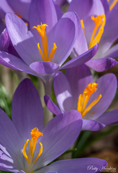 Close up photo of four purple crocuses - mainly purple petals and yellow stamens with a bit of green and brown in the background